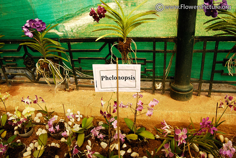 Phelonopsis Types