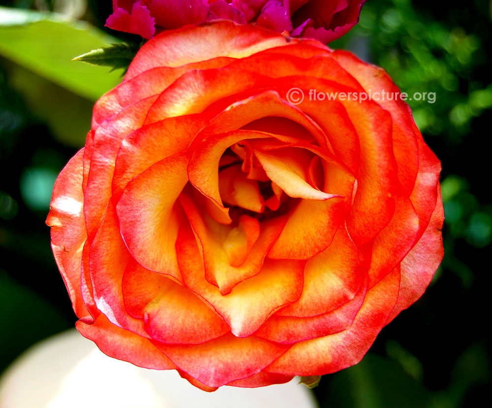 Papa meilland rose