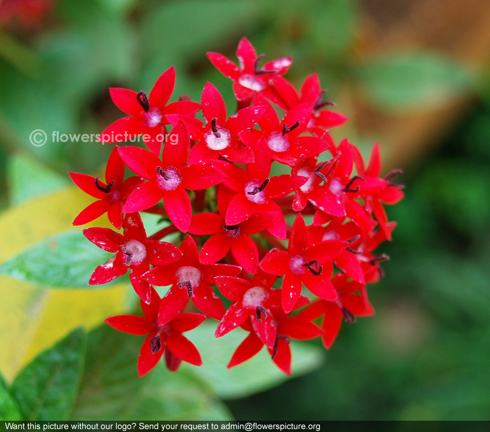 Star cluster