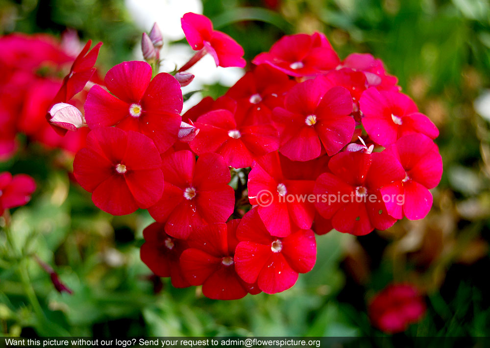 Tall phlox