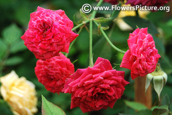 Red cluster rose