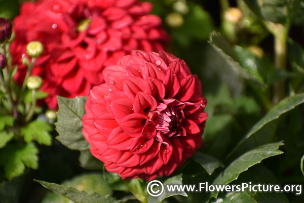 Red dahlia