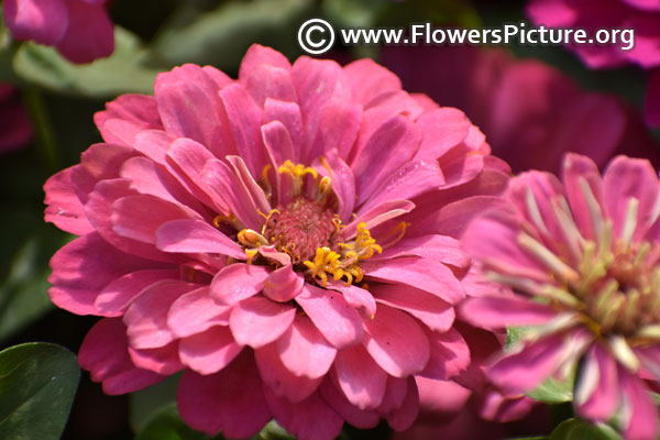 Zinnia elegans pink