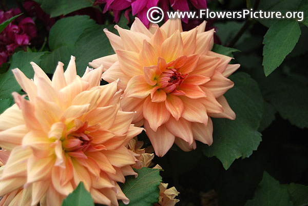 Beige dahlia 2017