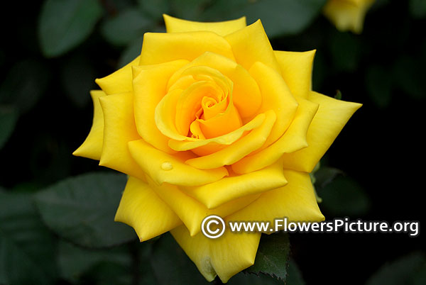 Nacogdoches rose