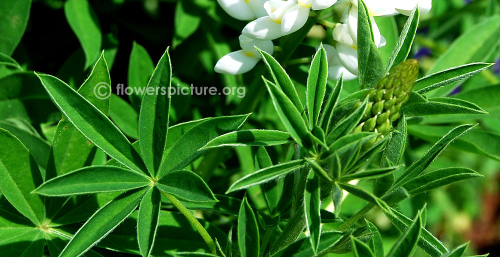 Lupinus albus foliage