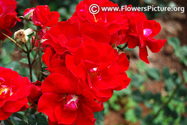 Champlain rose