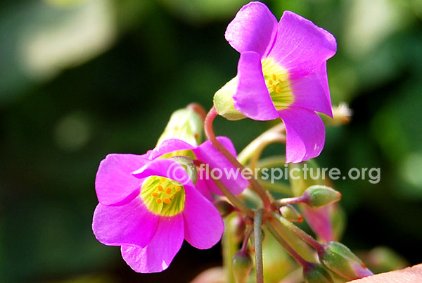 Wood sorrel